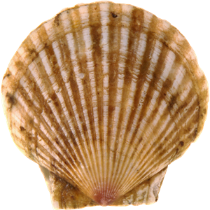 Seashell PNG-37146